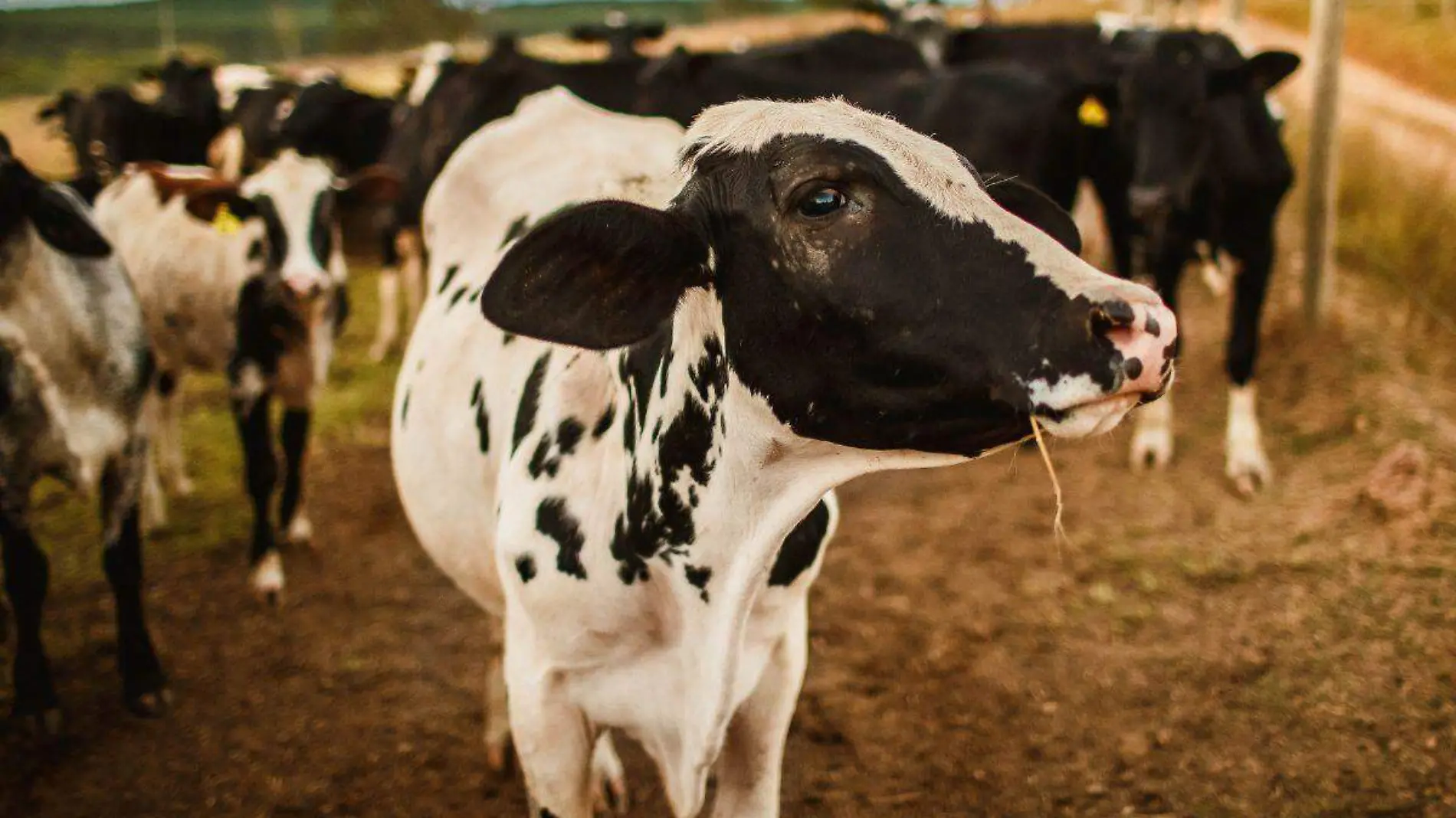 Importar leche de EU para Liconsa no afectará a productores mexicanos AMLO